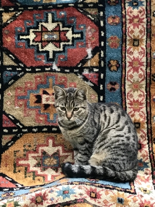 Antique Gendje is looking for a new home, 183x85cm, beautiful colours, cats not included.                   