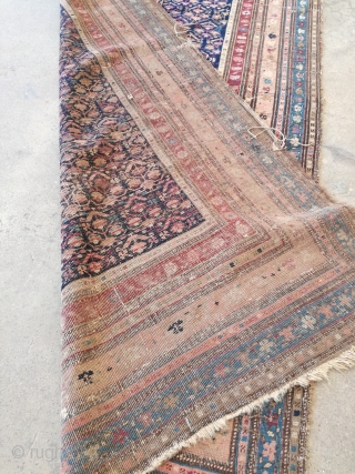 Antique Shirwan rug with demages. 310/120 cm.                          