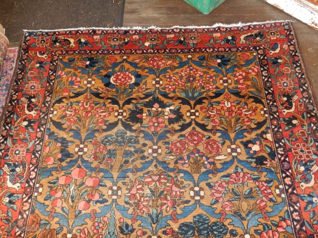 THIS ANTIQUE BAHKTIARI CARPET HAS A NICE GOLD FIELD OF EVEN COLOR.

LARGE SIZE OF 6 1/2 FT X 10 FT . GOOD PILE, SIDES AND ENDS ....

AN ANTIQUE CARPET IN GOOD CONDITION  ...