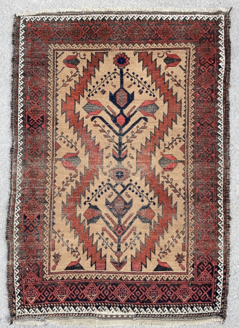 Baluch Rug - Camel field and all wool foundation - 3’6 x 4’11 – 105 x 150 cm - email -mete@yorukruggallery.com            