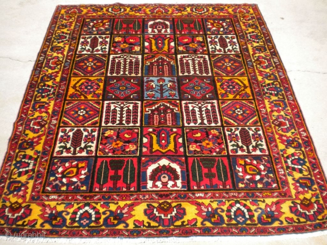 Here is a thick piled, squarish Bakhtiari from the 1940's, with beautiful colors, tip top shape.  The size is 5'3"x6'4".  Nice rug!  Thanks!       