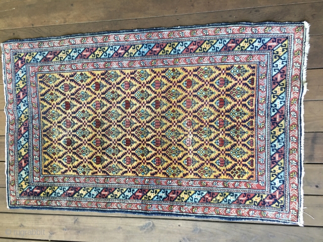 Lovely Antique Shirvan or Dagestan rug featuring blossoms within a lattice design on a lemon-yellow field. All good saturated colors including a light blue and three reds. Unusual main border flanked by  ...