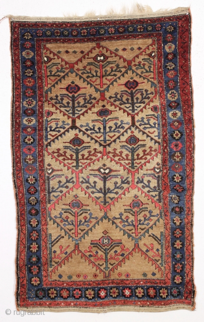 antique nw persian or kurdish camel ground rug. Interesting slightly eccentric variation of classic shrub design. Mostly good thick pile, couple small hard to see old sewn up spots. Good colors. Clean.  ...