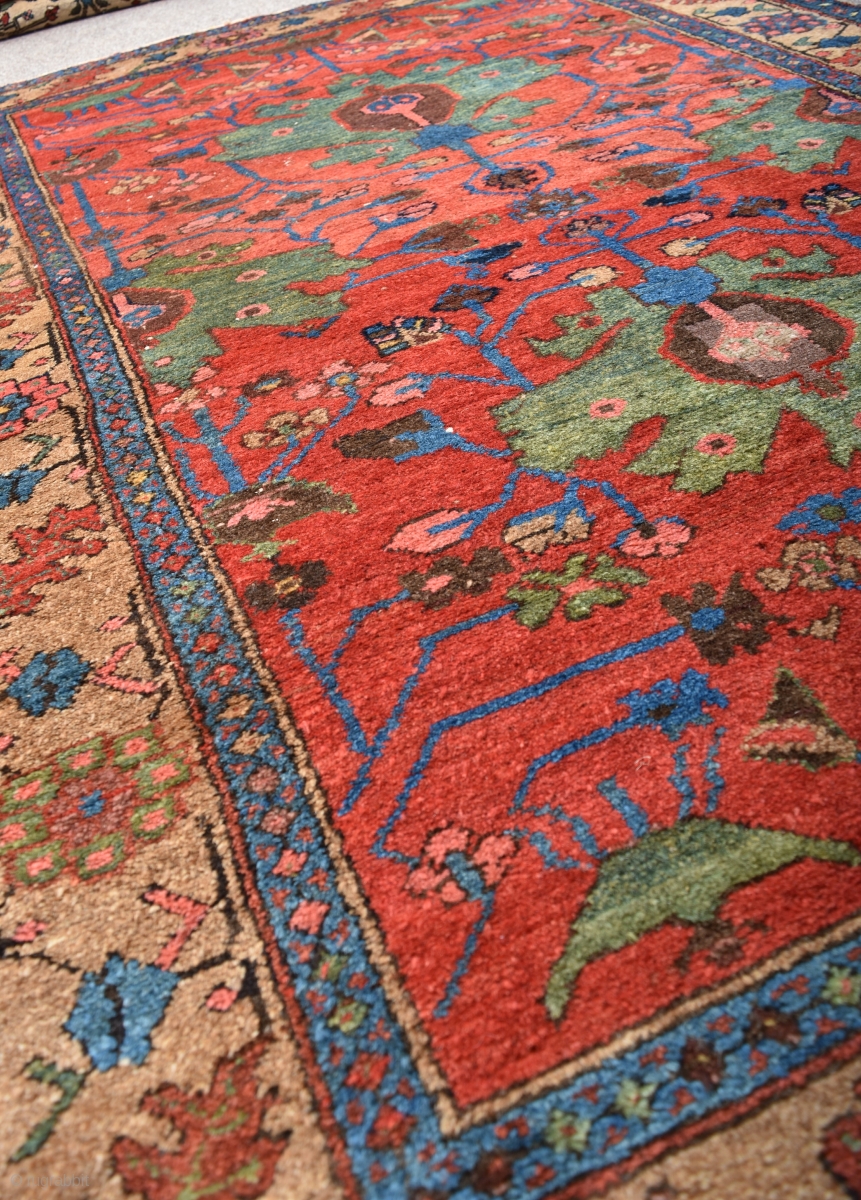 An antique Kurdish rug with beautiful colour. full pile, one small