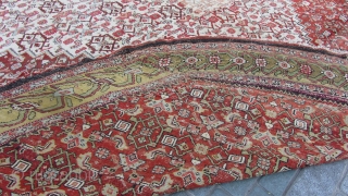 mahal  oval  rug   520 x 520   cm                    