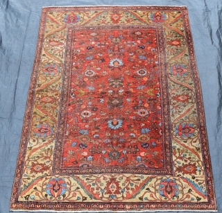 A fine and quite beautiful antique Ferahan carpet. Soft madder ground with large allover design flanked by wide yellow green borders. A top flight furnishing carpet in low pile with some high  ...