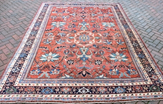 A very fine antique Mahal carpet, tightly knotted large scale all over design on soft Terracotta ground framed by attractive navy borders. A very pretty piece , even low pile for the  ...