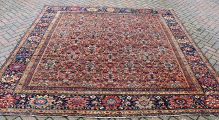 A fine antique Ferahan carpet of highly unusual square format. Allover Herat design woven on glowing madder field flanked by exquisite navy borders. Even low pile, traces of wear. A gracious carpet  ...