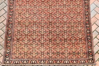 an exceptionally fine antique Senneh carpet of unusually large size. The knotting on this example as fine as I have seen on a Senneh work and it is also the biggest one  ...