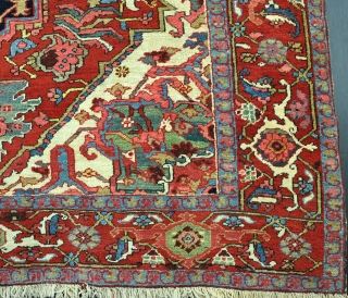 A good Heriz rug of unusual proportions in MINT condition. Thick pile alloevr, nor repairs. Circa 1900. 190x168 cm Check out www.haliden.com for more offerings on the UK's most active website. TRADE  ...