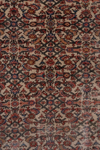 Mahal Carpet

13.6 x 18.0
4.14 x 5.48

The ivory field shows a small scale, close Herati allover pattern within a rosy brown turtle palmette border and minors patterned with two styles of boteh ornament.  ...