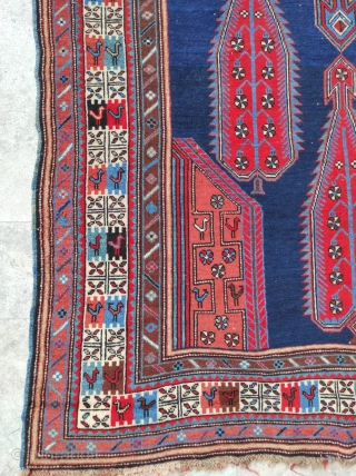 Caucasian Shıhlı Antique Rug 

Size : 135 x 225 cm 

Circa 1880s 

Please contact me directly : alpagutrugs@gmail.com               