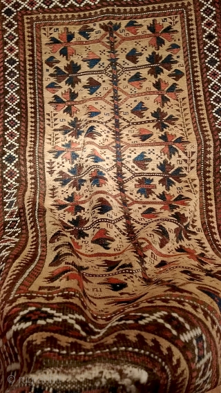 Antique Baluch rug.  3" (96cm) x 5' (150cm).  In excellent pile, good colors, glowing camel field, glossy wool, minor corrosion. Striking graphic.         