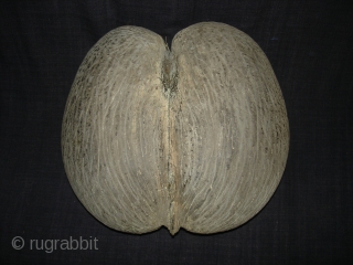 Coconut for Tantrik Worship,Composed of Two Coconuts shells that grow in this form.Probably from Seychelles Island.Its size is around by 85cm and up to down is 40cm.Condition is very good(DSC08225 New).  