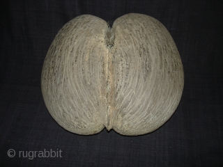 Coconut for Tantrik Worship,Composed of Two Coconuts shells that grow in this form.Probably from Seychelles Island.Its size is around by 85cm and up to down is 40cm.Condition is very good(DSC08225 New).  