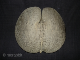 Coconut for Tantrik Worship,Composed of Two Coconuts shells that grow in this form.Probably from Seychelles Island.Its size is around by 85cm and up to down is 40cm.Condition is very good(DSC08225 New).  