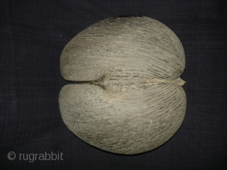 Coconut for Tantrik Worship,Composed of Two Coconuts shells that grow in this form.Probably from Seychelles Island.Its size is around by 85cm and up to down is 40cm.Condition is very good(DSC08225 New).  