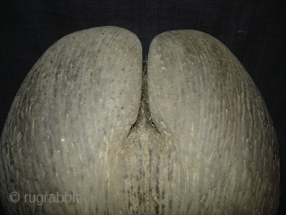 Coconut for Tantrik Worship,Composed of Two Coconuts shells that grow in this form.Probably from Seychelles Island.Its size is around by 85cm and up to down is 40cm.Condition is very good(DSC08225 New).  