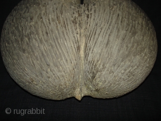 Coconut for Tantrik Worship,Composed of Two Coconuts shells that grow in this form.Probably from Seychelles Island.Its size is around by 85cm and up to down is 40cm.Condition is very good(DSC08225 New).  