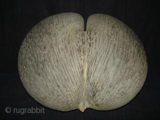 Coconut for Tantrik Worship,Composed of Two Coconuts shells that grow in this form.Probably from Seychelles Island.Its size is around by 85cm and up to down is 40cm.Condition is very good(DSC08225 New).  