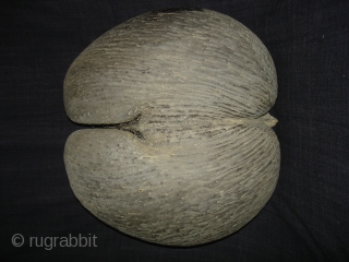 Coconut for Tantrik Worship,Composed of Two Coconuts shells that grow in this form.Probably from Seychelles Island.Its size is around by 85cm and up to down is 40cm.Condition is very good(DSC08225 New).  