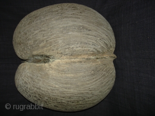 Coconut for Tantrik Worship,Composed of Two Coconuts shells that grow in this form.Probably from Seychelles Island.Its size is around by 85cm and up to down is 40cm.Condition is very good(DSC08225 New).  