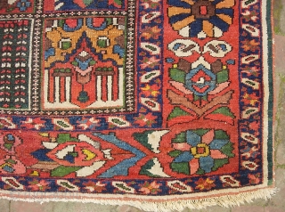 Garden Bahktiari. 5 ft 3 inches x 7 ft 1 inches. Decorative old rug with lots of yellow. Interesting green strip outide the outer boarder. Low but even pile with no foundation  ...