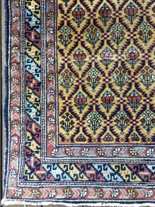 Lovely Antique Shirvan or Dagestan rug featuring blossoms within a lattice design on a lemon-yellow field. All good saturated colors including a light blue and three reds. Unusual main border flanked by  ...