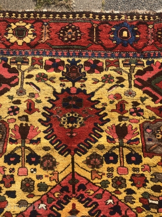 Antique Luri Bakhtiary tribal rug from the 19th century, beautiful yellow ground color, wool foundation. Size: 390x174cm / 12'8''ft x 5'7''ft, good condition.          