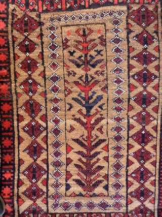 A fantastic Belouch rug with mainly undyed camel wool. It is loosely woven, with a floppy handle. The wool is lustruous, soft and shinny. The central tree is great with all the  ...