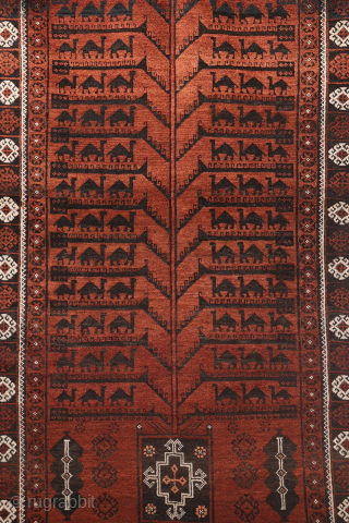 A very unusual design for this antique Baluch rug from Afghanistan. This rug from the 1920s sports a  surprising design with a central tree of life motif with camel caravans in  ...