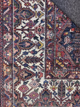 Old and Decorative Bahktiari Carpet 11’6”x13’3” feet ( 3,51x4,05 cm ) very nice tree of Life Garden design , very nice colors and nice conditions all original AVAILABLE if need any more  ...