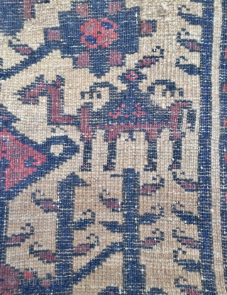 Beluch Carpet                               