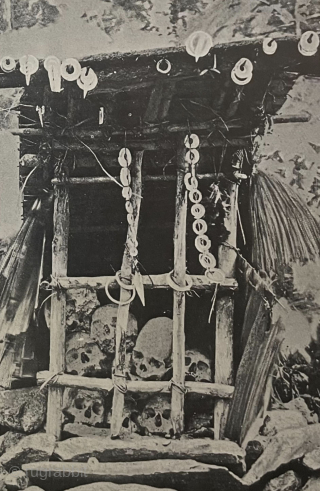 Shell ornaments, Solomon Islands. Three early 20th century spiral conus shells from the Solomon Islands. These were laboriously sliced with sand and bamboo, which contributed to their value as currency, as well  ...